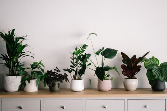 Ideas to embellish Indoor Plants in your front room