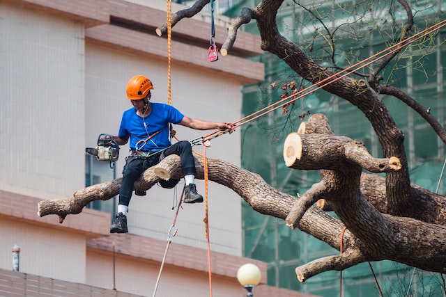 4 Important Factors to Consider When Choosing Tree Removal Service